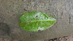 Brosimum alicastrum