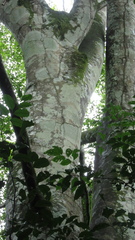 Brosimum alicastrum