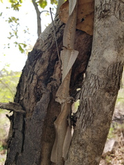 Secamone parvifolia