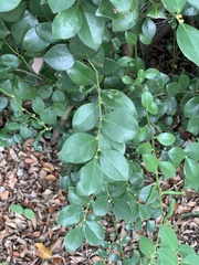 Lindera akoensis