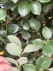 Lindera akoensis