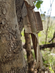 Secamone parvifolia