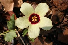 Hibiscus pusillus