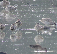 Marmaronetta angustirostris