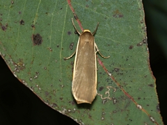 Palaeosia bicosta