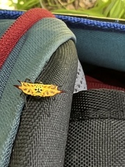 Gasteracantha quadrispinosa