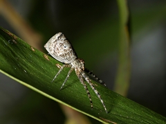 Tmarus cinerasceus