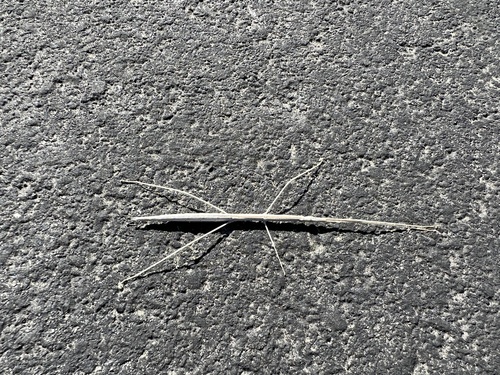 iNaturalist observation photo of Short-horn Walkingsticks