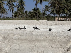 Ichthyaetus hemprichii