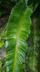 Asplenium nidus