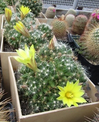 Mammillaria surculosa