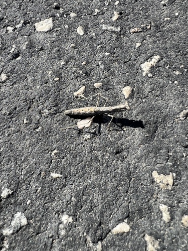 iNaturalist observation photo of American Ground Mantises