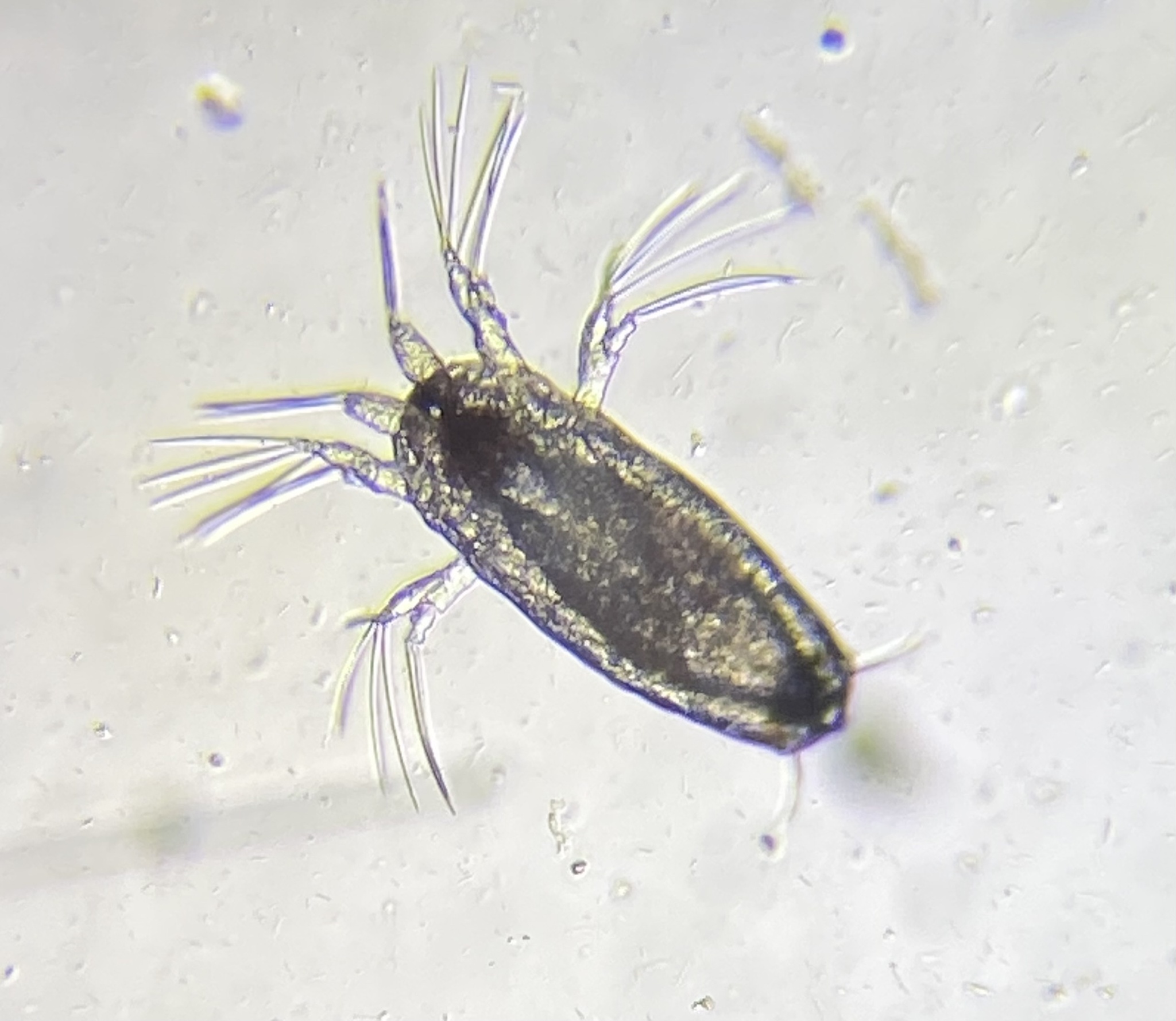 Lepeophtheirus salmonis (Krøyer, 1838)