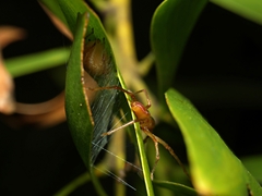 Cheiracanthium gracile