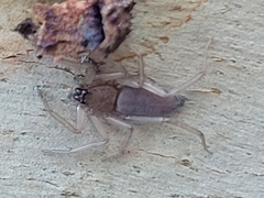 Hemicloea
