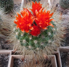 Parodia nivosa
