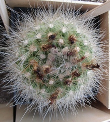 Parodia nivosa