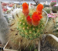 Parodia nivosa