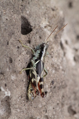 Melanoplus franciscanus