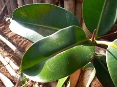Ficus elastica