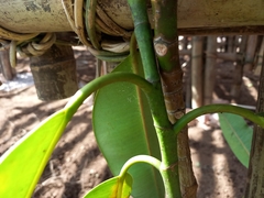 Ficus elastica