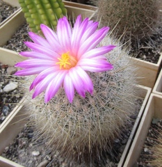 Thelocactus macdowellii