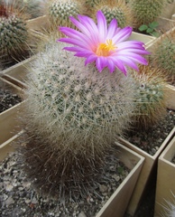 Thelocactus macdowellii