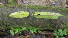 Tachigali panamensis