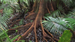 Tachigali panamensis