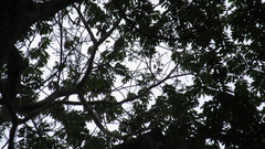 Tachigali panamensis