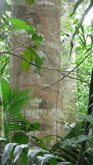 Tachigali panamensis