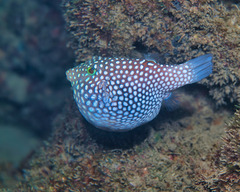 Canthigaster jactator