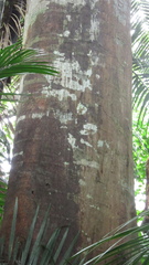 Tachigali panamensis