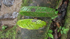 Tachigali panamensis