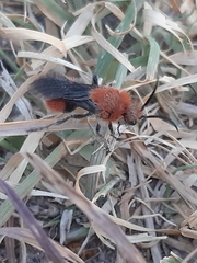 Dasymutilla erythrina