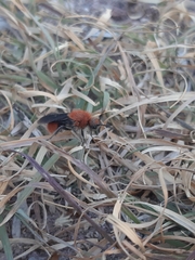 Dasymutilla erythrina
