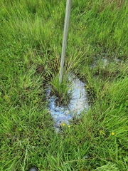 Carex virgata