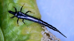 Idolothripinae