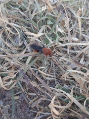 Dasymutilla erythrina