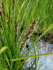 Carex virgata