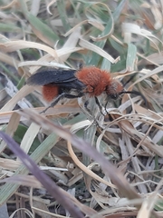 Dasymutilla erythrina