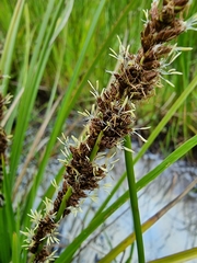 Carex virgata