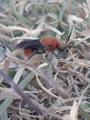 Dasymutilla erythrina