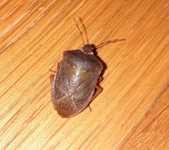 Nezara viridula