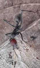 Camponotus singularis