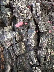 Marasmius haematocephalus