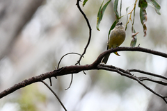Pachycephala fuliginosa