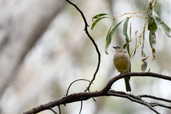 Pachycephala fuliginosa