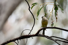 Pachycephala fuliginosa