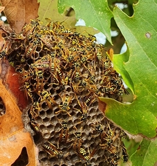 Polistes mongolicus